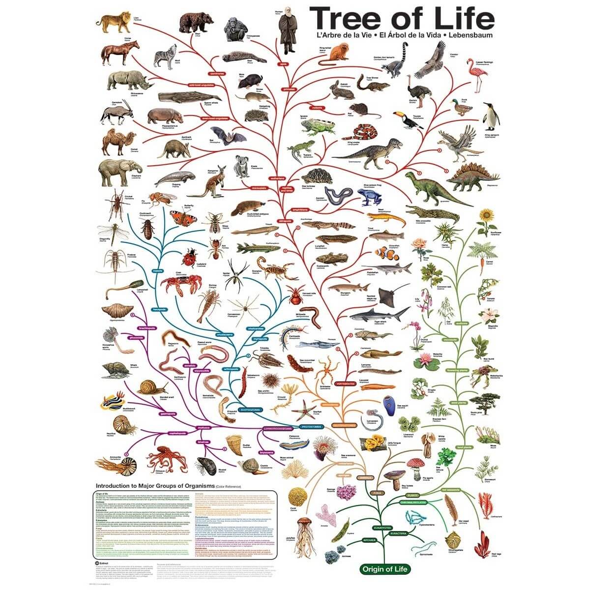 Схема эволюционного древа. Филогенетическое дерево эволюции. Филогенетическое Древо животных. Эволюционное дерево животных и растений. Эволюция живых организмов.